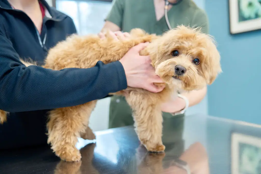 A small dog is examined by veterinary staff at Magruder Tabb Animal Clinic in Yorktown, VA.