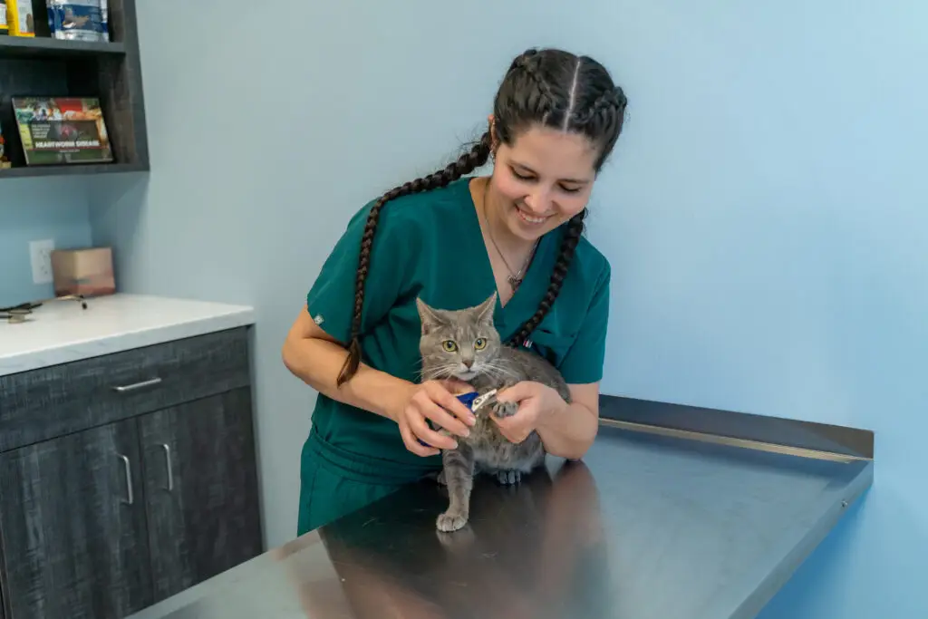 A cat has its nails trimmed during a veterinary exam in Yorktown, VA.